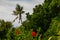 Apo island, Philippines, view on island beach line. Palm trees, sea.