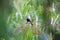 Apo myna in Mt.Kitanglad,Mindanao,Philippines