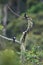 Apo myna in Mt.Kitanglad,Mindanao,Philippines