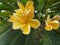 Apocynaceae leelawadee Flower Frangipani, Plumeria