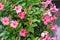 Apocynaceae mandevilla sanderi rosea, beautiful pink flowers in the form of bluebells