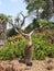 Apocynaceae pachypodium lamerei tree