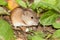 Apodemus agrarius, Striped Field Mouse.