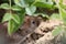 Apodemus sylvaticus, wood mouse portrait feeding