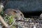 Apodemus sylvaticus, wood mouse portrait feeding