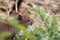 Apodemus sylvaticus, wood mouse portrait feeding