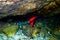 Apogon imberbis - Mediterranean Cardinalfish, King of the Mullets