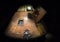 Apollo 8 Command Module