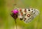 Apollo Buterfly Parnassius apollo in Czech Republic