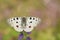 Apollo Buterfly Parnassius apollo in Czech Republic