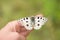 Apollo Buterfly Parnassius apollo in Czech Republic