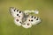 Apollo butterfly with open wings on a flower on agreen background