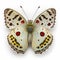 Apollo butterfly Parnassius apollo. Beautiful Butterfly in Wildlife. Isolate on white background