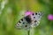 Apollo Butterfly - Parnassius apollo, beautiful iconic endangered butterfly from Europe.