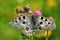 Apollo Butterfly - Parnassius apollo, beautiful iconic endangered butterfly from Europe.