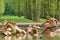 Apollo Fountain at Palace of Versailles