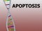 APOPTOSIS - genetic concept