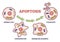 Apoptosis process stages as programmed cell death in labeled outline diagram