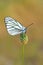 Aporia crataegi , the black-veined white butterfly