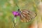 Aporia crataegi , the black-veined white butterfly