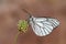 Aporia crataegi , the black-veined white butterfly , butterflies of Iran