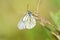 Aporia crataegi , the black-veined white butterfly after rain