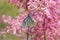 Aporia crataegi , the black-veined white butterfly on spring pink flowers