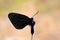 The Aporia crataegi butterfly silhouette photo