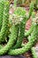 Aporocactus Flagelliformis lem ,Rat tail cactus plant ,cactaceae rattail cactus ,Disocactus flagelliformis cereus ,succulent plant