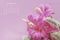 Aporocactus flagelliformis pink flowers, calendar september 2019