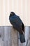 Apostle Bird Sitting On A Wooden Fence