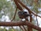 Apostlebird or grey jumper in Australia