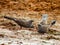 Apostlebird in Queensland Australia