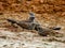 Apostlebird in Queensland Australia