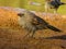 Apostlebird in Queensland Australia