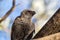 Apostlebird in south Queensland Australia