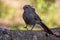 Apostlebird in south Queensland Australia