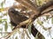 The apostlebird Struthidea cinerea, also known as the grey jumper, lousy jack or cwa bird is It is a native to Australia.