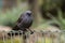 An Apostlebird (Struthidea cinerea) perched on a fence