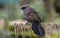 An Apostlebird (Struthidea cinerea) perched on a fence in Sydney