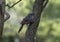 An Apostlebird (Struthidea cinerea) perched on a tree