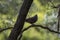 An Apostlebird (Struthidea cinerea) perched on a tree