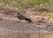 ApostleBird waiting for its family