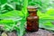 Apothecary bottle and Stinging nettle. Herbal medicine