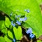 Appalachian Bluet, Houstonia serpyllifolia