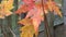 Appalachian Fall Oak Tree leaves wind, red, gold, close