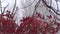Appalachian Fall Oak Tree leaves wind, snow, red, green