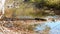Appalachian mountain stream fall reflections