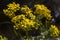 Appalachian Ragwort Wildflowers -  Packera anonyma