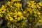 Appalachian Ragwort Wildflowers -  Packera anonyma